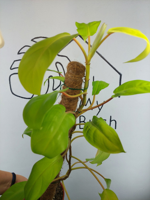 Philodendron Malaya Gold | 70-75cm Philodendron Malaya Gold | 70-75cm