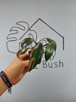 Philodendron Pink Princess | 10-15cm