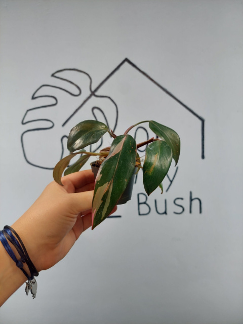Philodendron Pink Princess | 10-15cm Philodendron Pink Princess | 10-15cm