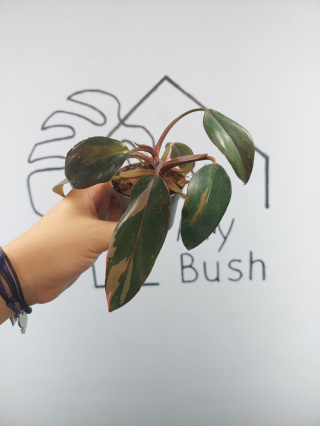 Philodendron Pink Princess | 10-15cm