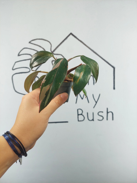 Philodendron Pink Princess | 10-15cm Philodendron Pink Princess | 10-15cm