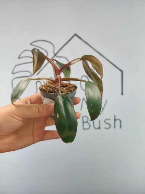 Philodendron Pink Princess | 10-15cm Philodendron Pink Princess | 10-15cm