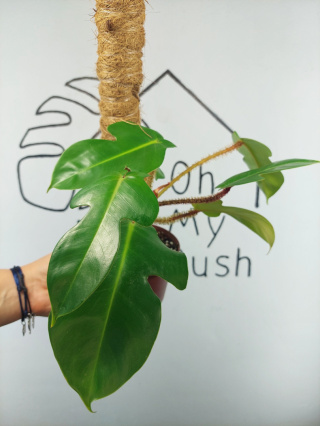 Philodendron Squamiferum | 25-30cm