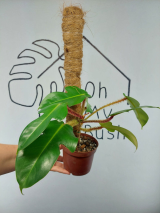Philodendron Squamiferum | 25-30cm