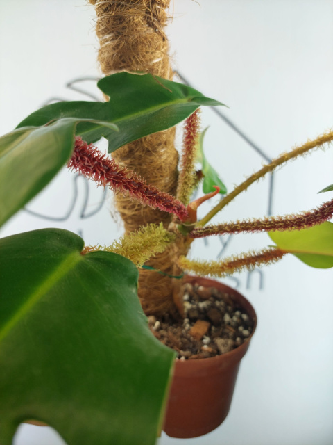 Philodendron Squamiferum | 25-30cm Philodendron Squamiferum | 25-30cm