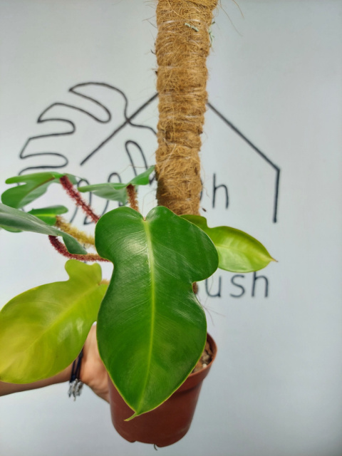 Philodendron Squamiferum | 25-30cm Philodendron Squamiferum | 25-30cm
