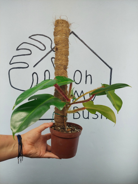 Philodendron Squamiferum | 25-30cm Philodendron Squamiferum | 25-30cm