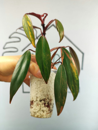 Philodendron Strawberry Shake | 20-25cm