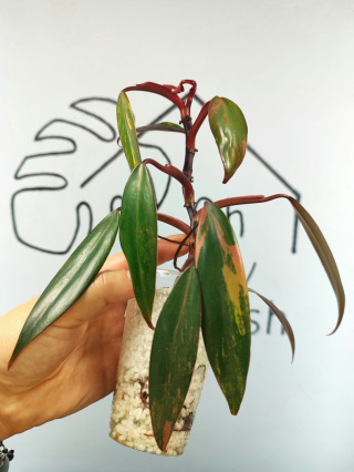 Philodendron Strawberry Shake | 20-25cm