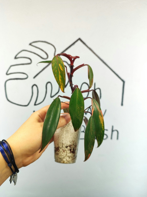 Philodendron Strawberry Shake | 20-25cm Philodendron Strawberry Shake | 20-25cm