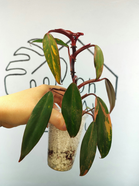 Philodendron Strawberry Shake | 20-25cm Philodendron Strawberry Shake | 20-25cm