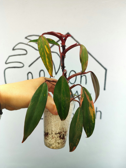 Philodendron Strawberry Shake | 20-25cm Philodendron Strawberry Shake | 20-25cm