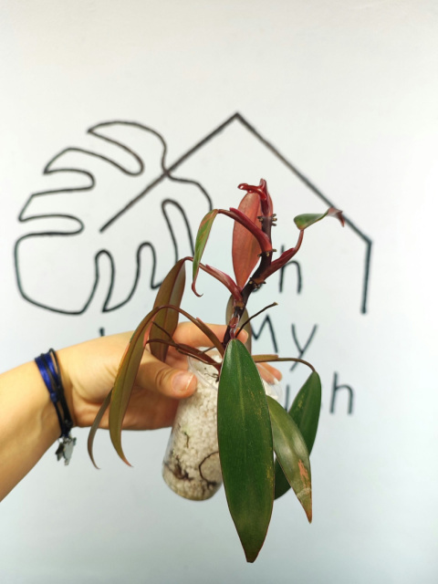 Philodendron Strawberry Shake | 20-25cm Philodendron Strawberry Shake | 20-25cm