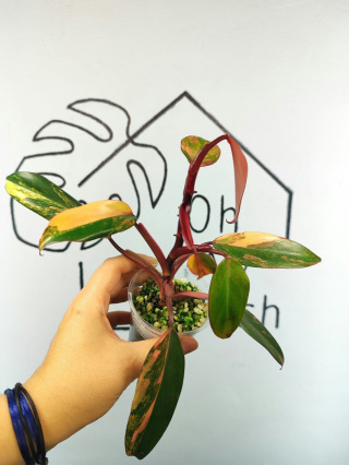 Philodendron Strawberry Shake | Mocno wybarwiony | 20-25cm