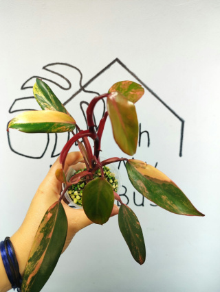Philodendron Strawberry Shake | Mocno wybarwiony | 20-25cm