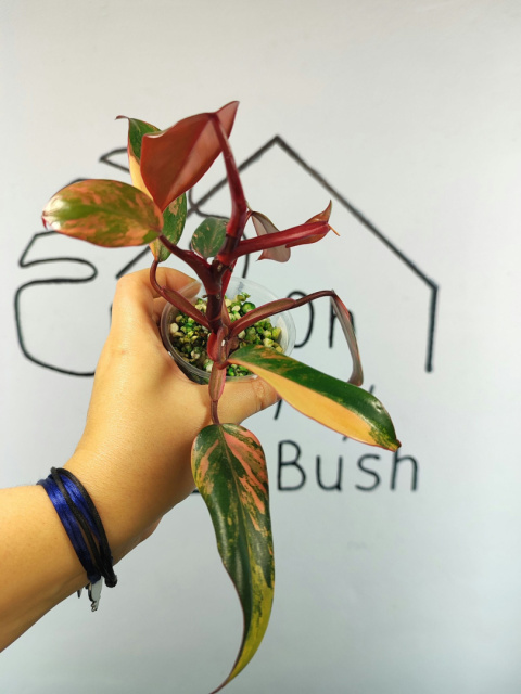 Philodendron Strawberry Shake | Mocno wybarwiony | 20-25cm Philodendron Strawberry Shake | Mocno wybarwiony | 20-25cm