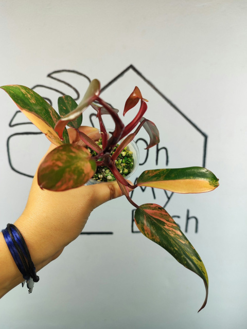 Philodendron Strawberry Shake | Mocno wybarwiony | 20-25cm Philodendron Strawberry Shake | Mocno wybarwiony | 20-25cm
