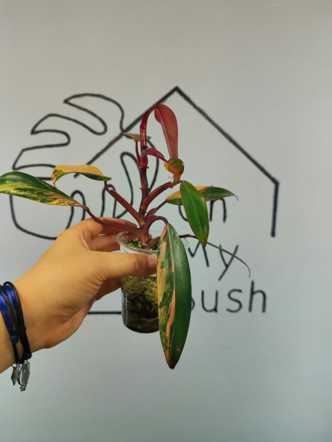 Philodendron Strawberry Shake | Mocno wybarwiony | 20-25cm Philodendron Strawberry Shake | Mocno wybarwiony | 20-25cm