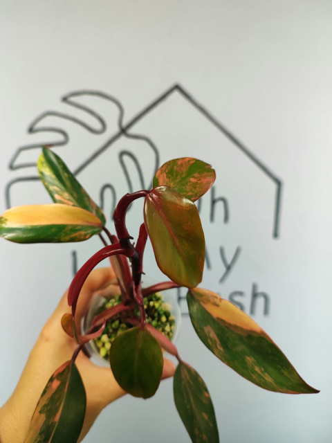 Philodendron Strawberry Shake | Mocno wybarwiony | 20-25cm Philodendron Strawberry Shake | Mocno wybarwiony | 20-25cm