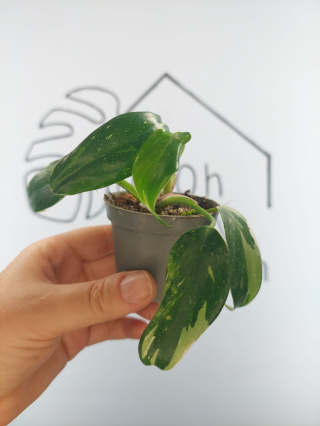 Philodendron White Princess | 10-15cm
