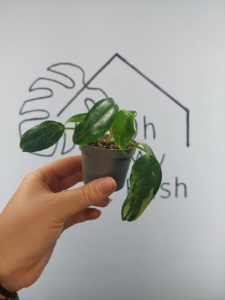 Philodendron White Princess | 10-15cm