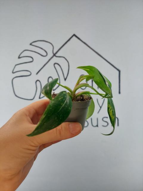 Philodendron White Princess | 10-15cm Philodendron White Princess | 10-15cm