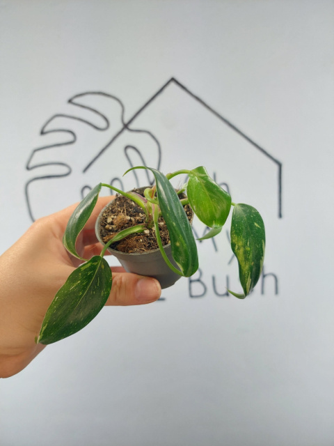 Philodendron White Princess | 10-15cm Philodendron White Princess | 10-15cm