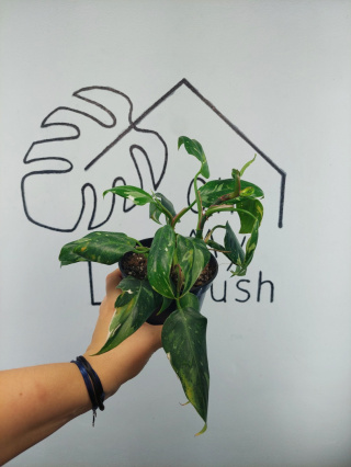 Philodendron White Princess | 25-30cm