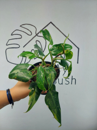 Philodendron White Princess | 25-30cm