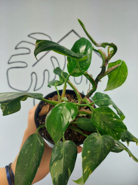 Philodendron White Princess | 25-30cm Philodendron White Princess | 25-30cm