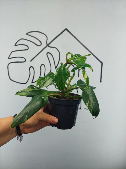 Philodendron White Princess | 25-30cm Philodendron White Princess | 25-30cm