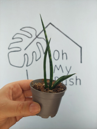 Sansevieria Cylindrica | 10-15cm