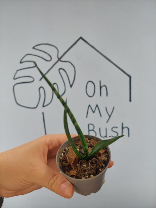 Sansevieria Cylindrica | 10-15cm
