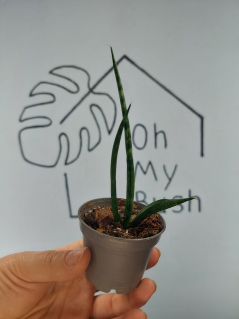 Sansevieria Cylindrica | 10-15cm Sansevieria Cylindrica | 10-15cm