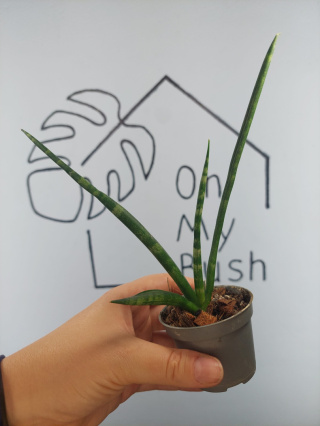Sansevieria Cylindrica | 20-25cm