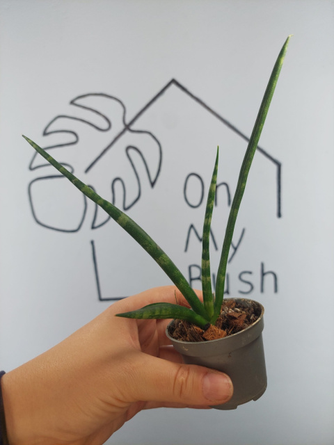 Sansevieria Cylindrica | 20-25cm Sansevieria Cylindrica | 20-25cm