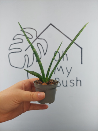 Sansevieria Cylindrica | 20-25cm