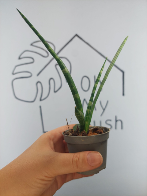 Sansevieria Cylindrica | 20-25cm Sansevieria Cylindrica | 20-25cm