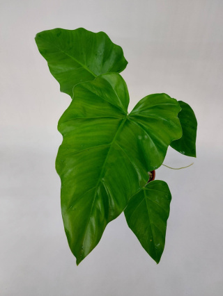 Philodendron Giganteum | Sadzonka 3 - 45cm