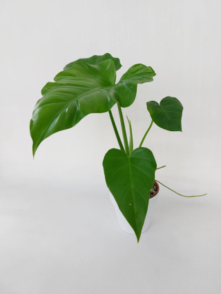 Philodendron Giganteum | Sadzonka 3 | 45cm