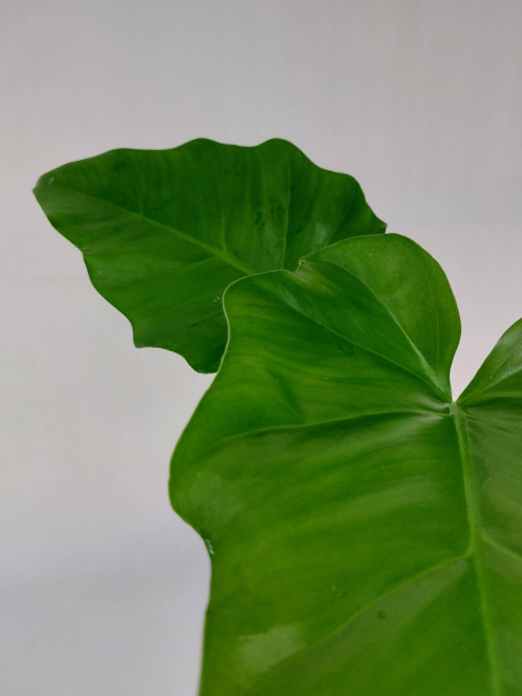 Philodendron Giganteum | Sadzonka 3 - 45cm