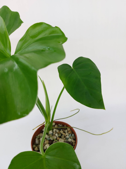 Philodendron Giganteum | Sadzonka 3 | 45cm