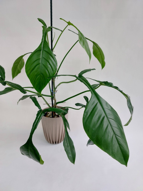 Philodendron Joepii | 80-85cm