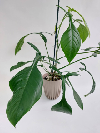 Philodendron Joepii | 80-85cm