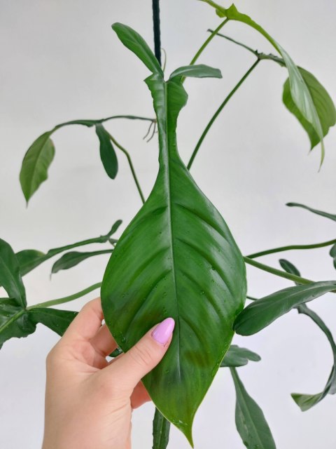 Philodendron Joepii | 80-85cm