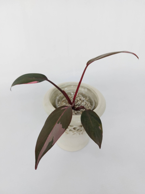 Philodendron Pink Princess | 15-20cm