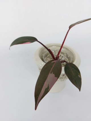 Philodendron Pink Princess | 15-20cm