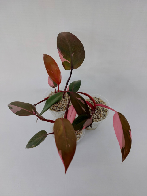 Philodendron Pink Princess | 15-20cm