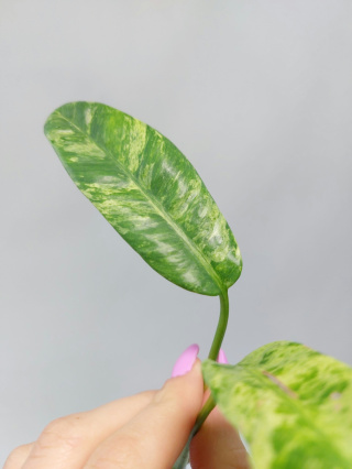 Epipremnum Giganteum Variegata | Szczyt 1