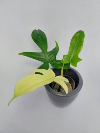 Philodendron Florida Ghost | 15-20cm